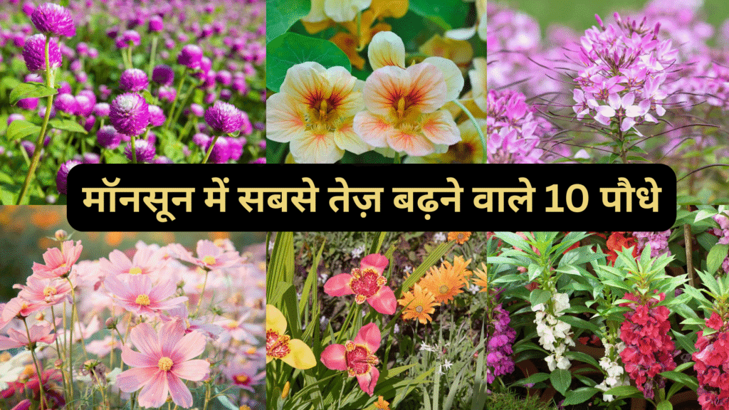 मॉनसून में सबसे तेज़ बढ़ने वाले 10 पौधे