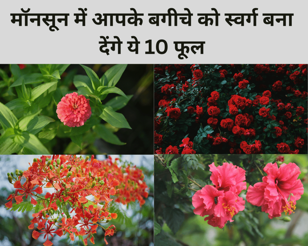 मॉनसून में आपके बगीचे को स्वर्ग बना देंगे ये 10 फूल, जो बारिश में सबसे ज्यादा खिलते हैं